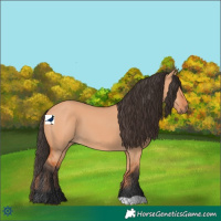 Horse Color:Bay Dun