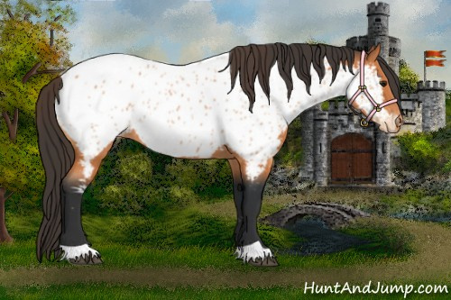 Horse Color:Bay Sabino Near Leopard  and Bay Near Leopard 