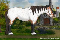 Horse Color:Bay Sabino Near Leopard  and Bay Near Leopard 