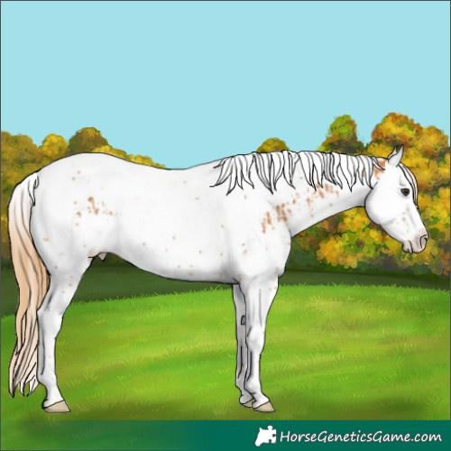 Horse Color:Chestnut Splash Tobiano  and Chestnut Splash Tobiano 