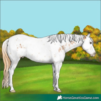 Horse Color:Chestnut Splash Tobiano  and Chestnut Splash Tobiano 