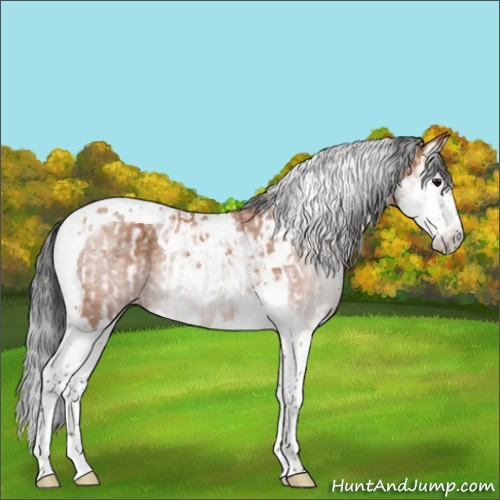 Horse Color:Bay Splash Tobiano  and Gray Bay Splash Tobiano 