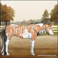 Horse Color:Buckskin Splash Tobiano  and Bay Splash Tobiano 