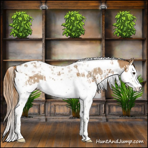 Horse Color:Chestnut Splash Tobiano and Chestnut Splash Tobiano
