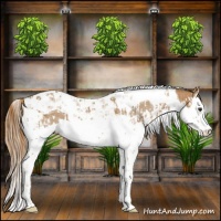 Horse Color:Chestnut Splash Tobiano  and Chestnut Splash Tobiano 