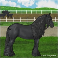 Horse Color:Black 