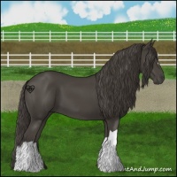 Horse Color:Smoky Black 