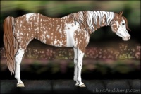 Horse Color:Chestnut Splash Tobiano and Chestnut Splash Tobiano
