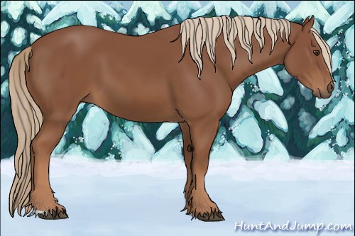Horse Color:Chestnut 