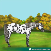 Horse Color:Liver Chestnut Mushroom Appaloosa 