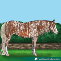 Horse Color:Chestnut Splash Tobiano  and Chestnut Splash Tobiano 