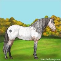 Horse Color:Bay Appaloosa  and Gray Bay Appaloosa 