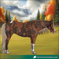 Horse Color:Liver Chestnut Splash Tobiano  and Chestnut Splash Tobiano 