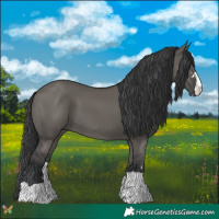 Horse Color:Grullo 