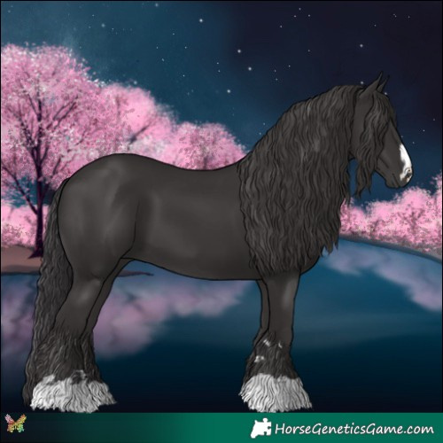 Horse Color:Smoky Black 