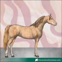 Horse Color:Chestnut and Gold Champagne