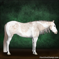 Horse Color:Bay Dun Splash Tobiano  and Bay Dun Splash Tobiano Appaloosa 