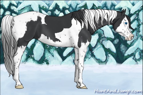 Horse Color:Black Splash Tobiano  and Black Splash Tobiano 