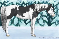 Horse Color:Black Splash Tobiano  and Black Splash Tobiano 