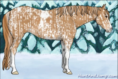Horse Color:Chestnut Splash Tobiano  and Chestnut Splash Tobiano 