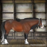 Horse Color:Bay Splash