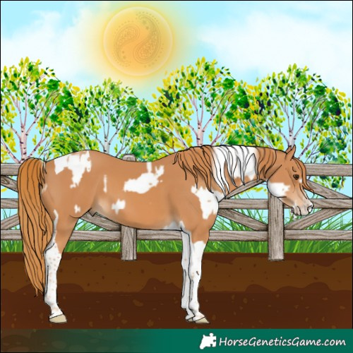 Horse Color:Chestnut Splash Tobiano  and Chestnut Splash Tobiano 