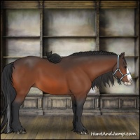 Horse Color:Bay Splash 