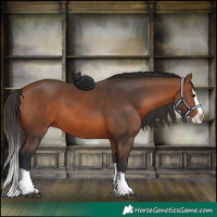 Horse Color:Bay Splash 