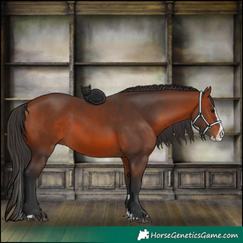 Horse Color:Bay Splash