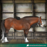 Horse Color:Bay Splash 