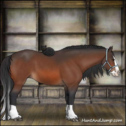 Horse Color:Bay Splash