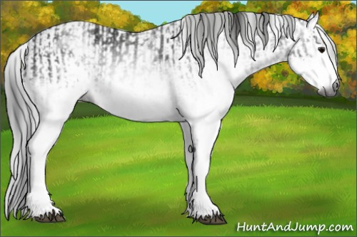 Horse Color:Gray White Spotted Black and Gray White Spotted Black