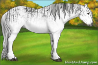 Horse Color:Gray White Spotted Black  and Gray White Spotted Black 