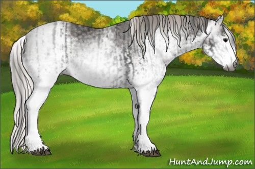 Horse Color:Gray White Spotted Black  and Gray White Spotted Silver Black 