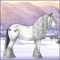 Horse Color:Bay Dun Splash Tobiano  and Bay Dun Splash Tobiano 