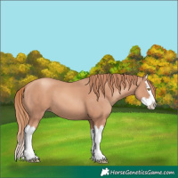 Horse Color:Gold Champagne Splash 