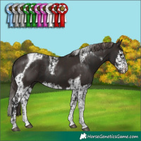 Horse Color:Liver Chestnut Mushroom Tobiano and Liver Chestnut Splash Tobiano