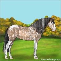 Horse Color:Bay Splash Tobiano  and Bay Dun Splash Tobiano 