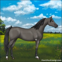 Horse Color:Grullo 