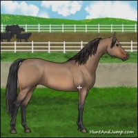 Horse Color:Bay Dun 