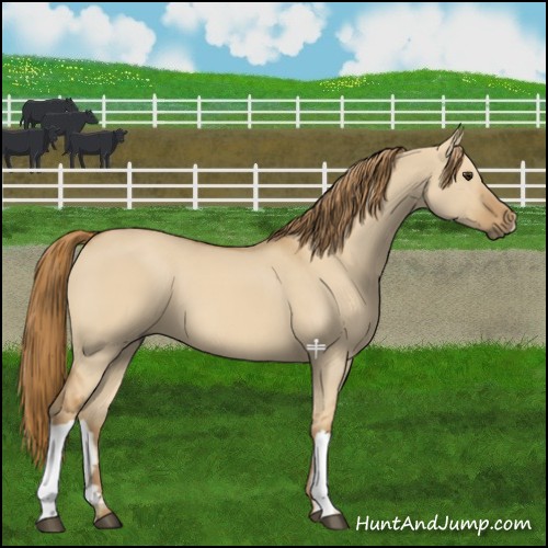Horse Color:Red Dun 