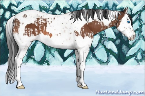 Horse Color:Bay Splash Tobiano and Bay Splash Tobiano