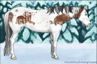 Horse Color:Bay Splash Tobiano  and Bay Splash Tobiano 