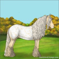 Horse Color:Palomino Appaloosa 