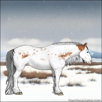 Horse Color:Bay Splash Tobiano  and Bay Splash Tobiano 