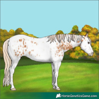 Horse Color:Chestnut Splash Tobiano  and Chestnut Splash Tobiano Appaloosa 