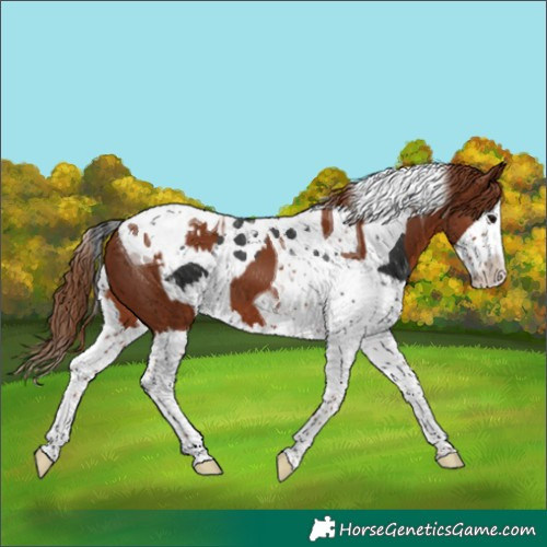 Horse Color:Black Splash Tobiano and Chestnut Splash Tobiano