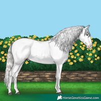 Horse Color:Silver Buckskin Dun Tobiano Appaloosa 