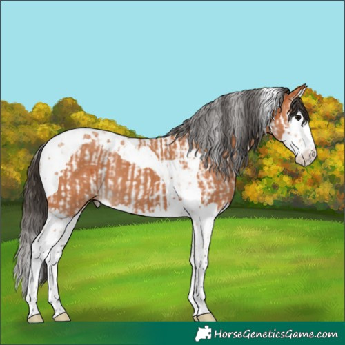 Horse Color:Bay Splash Tobiano  and Bay Splash Tobiano 