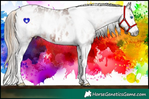 Horse Color:Bay Pearl Splash Tobiano Appaloosa  and Gray Bay Splash Tobiano Appaloosa 